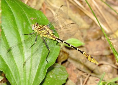 Flag-Tailed Spinyleg