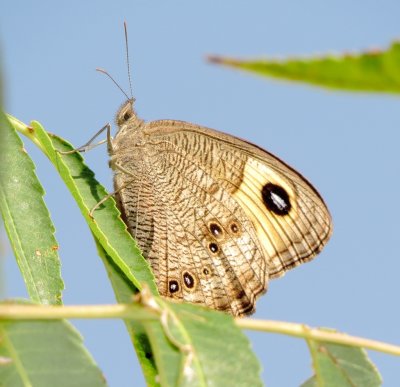 Common Wood-Nymph