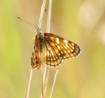 Fulvia Checkerspot