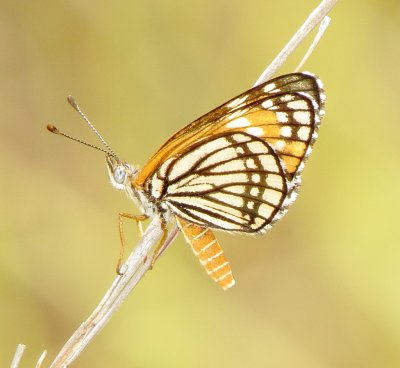 Fulvia Checkerspot