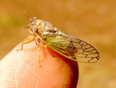 Aridland Cicada