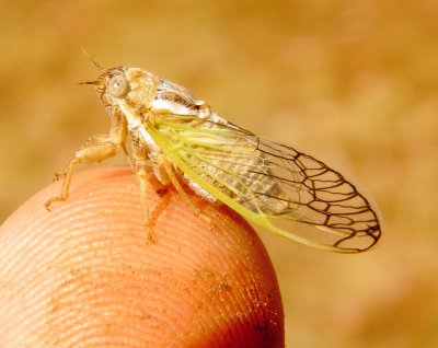 Aridland Cicada