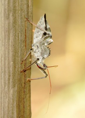 North American Wheel Bug