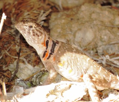 Eastern Collared Lizard