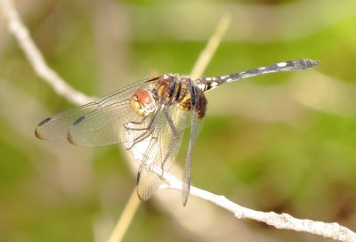 Checkered Setwing