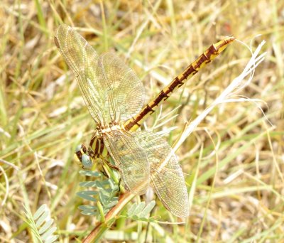 Sulphur-Tipped Clubtail