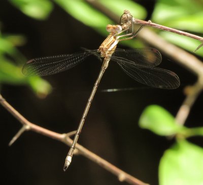 Great Spreadwing