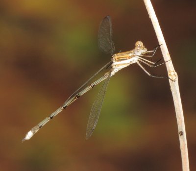 Great Spreadwing