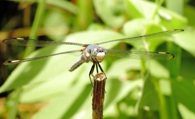 Comanche Skimmer