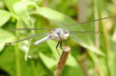 Comanche Skimmer
