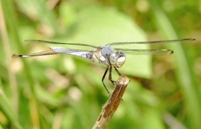 Comanche Skimmer