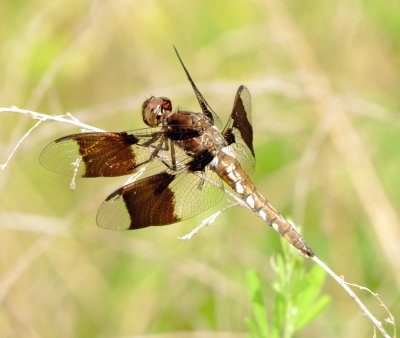 Common Whitetail