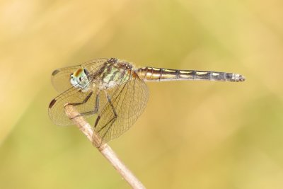 Blue Dasher