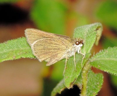 Swarthy Skipper