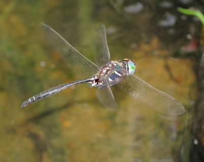 Ozark Emerald