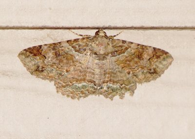 Maple Zale Moth