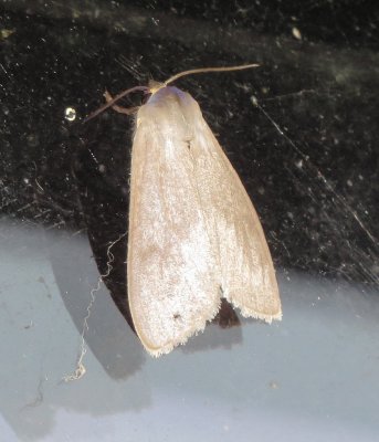 Unidentified Moth Species