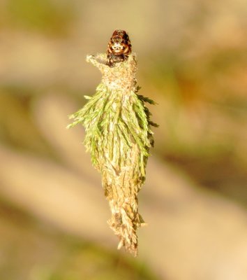 Evergreen Bagworm Moth Caterpillar