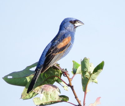 Blue Grosbeak