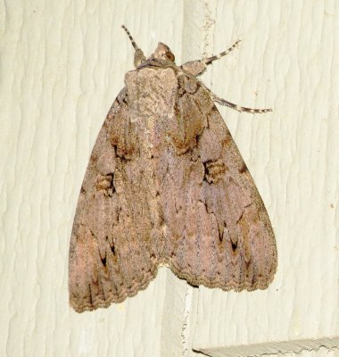 Sweetheart Underwing Moth