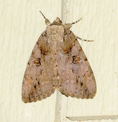 Sweetheart Underwing Moth