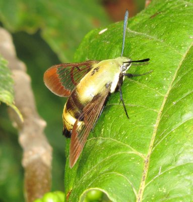 Snowberry Clearwing Moth