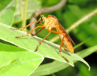 Genus Diogmetes (HangingThieves)