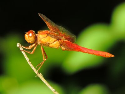 Neon Skimmer