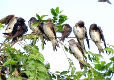 Purple Martin