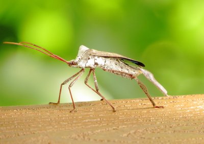 Giant Leaf-Footed Bug