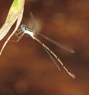 Slender Spreadwing