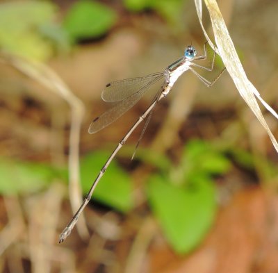 Slender Spreadwing