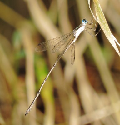 Slender Spreadwing