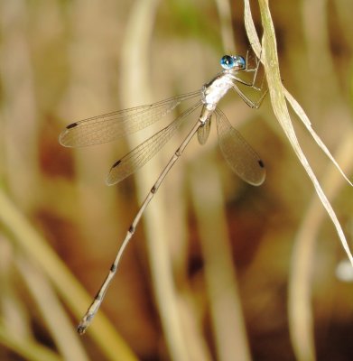 Slender Spreadwing