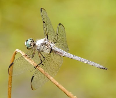 Great Blue Skimmer