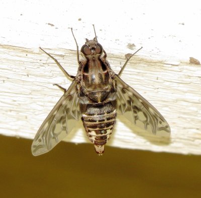  Tiger Bee Fly 