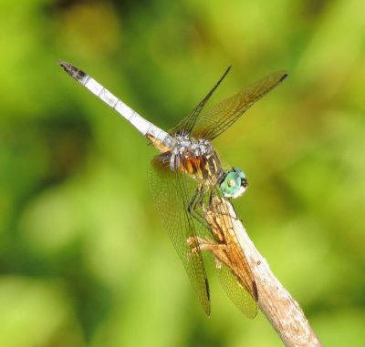 Blue Dasher