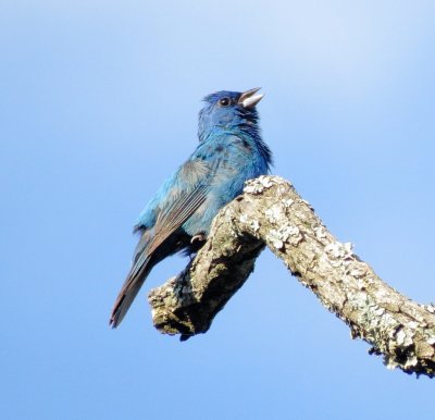 Indigo Bunting