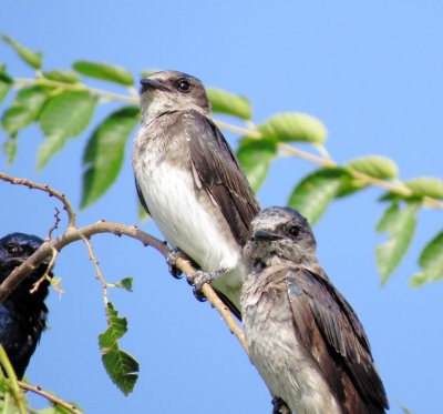 Purple Martin