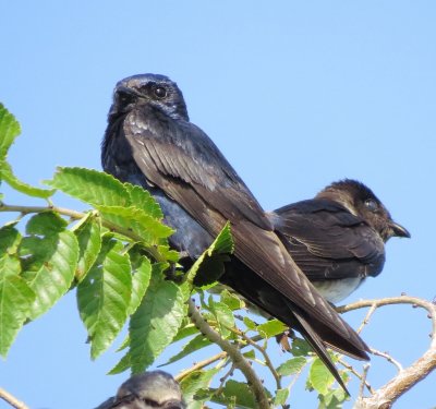 Purple Martin