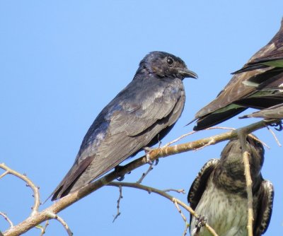 Purple Martin