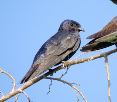 Purple Martin