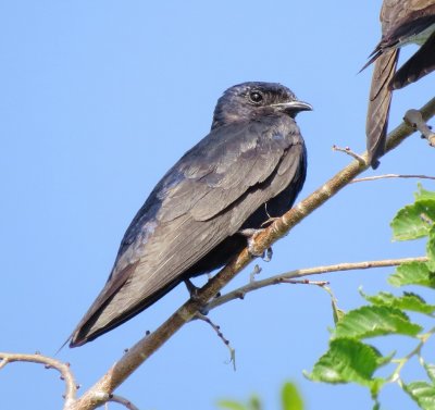 Purple Martin