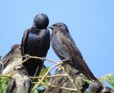 Purple Martin