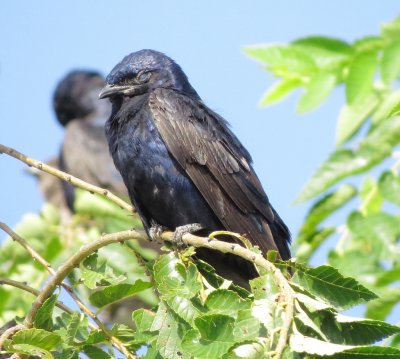 Purple Martin