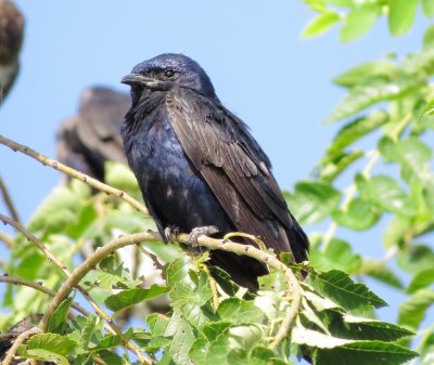 Purple Martin