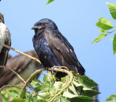 Purple Martin