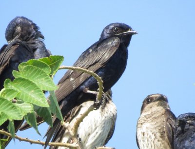 Purple Martin