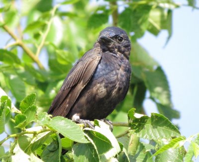 Purple Martin