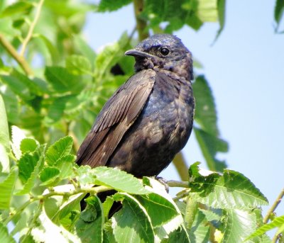 Purple Martin